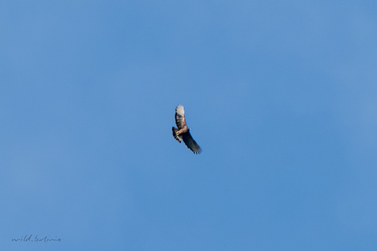 Black-and-chestnut Eagle - ML643911876