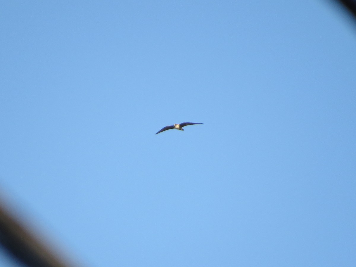 Wanderfalke - ML643911886