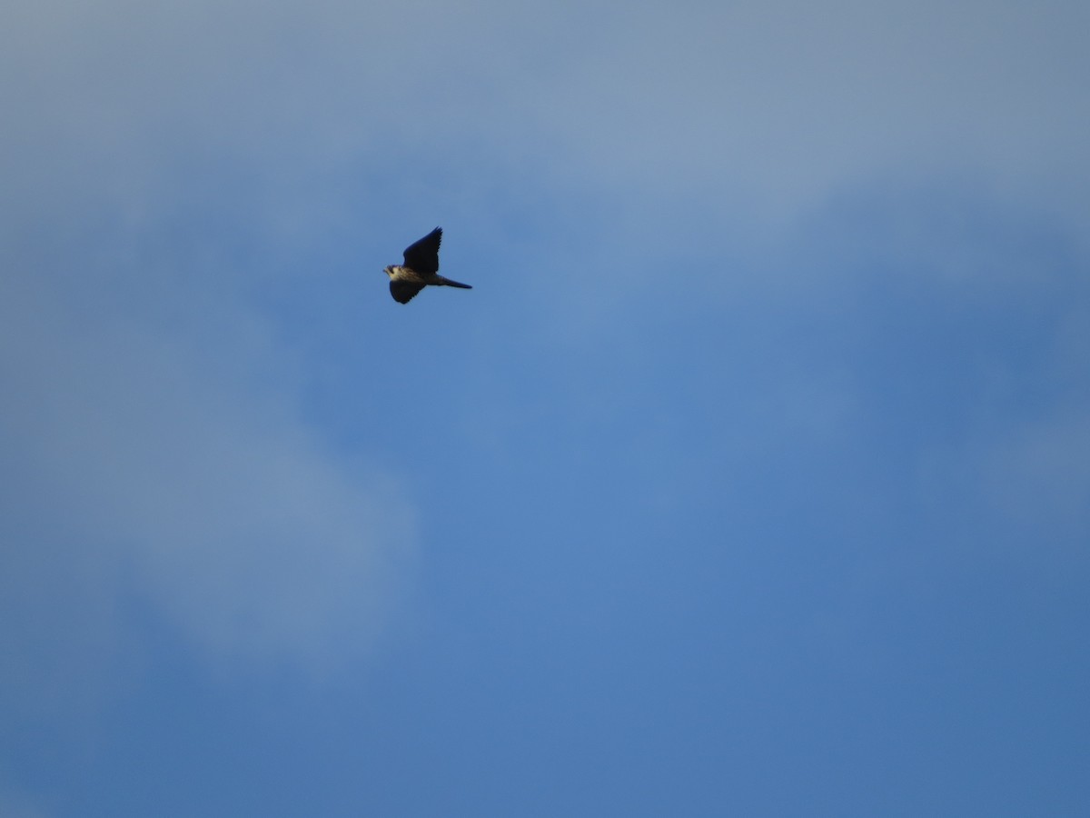 Wanderfalke - ML643911901