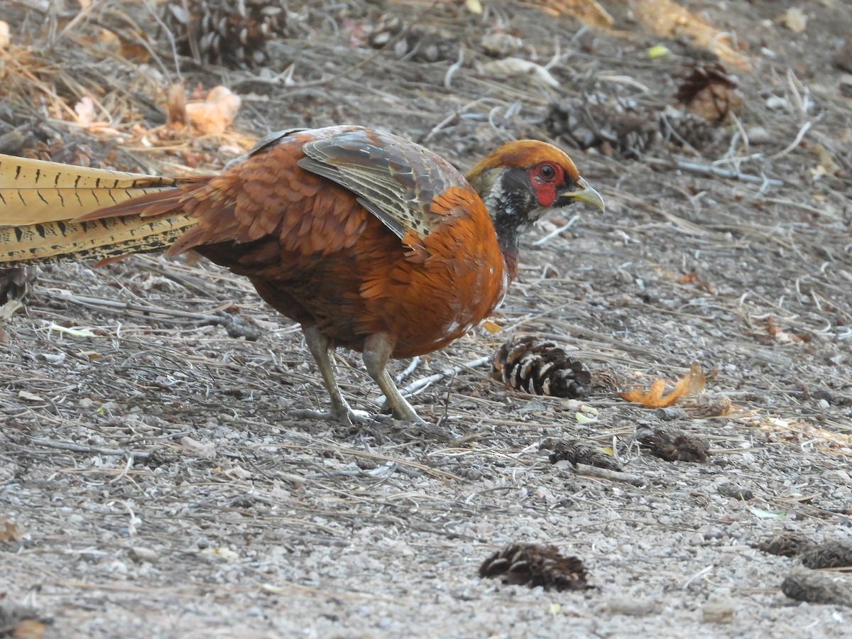 pheasant sp. - ML643911902