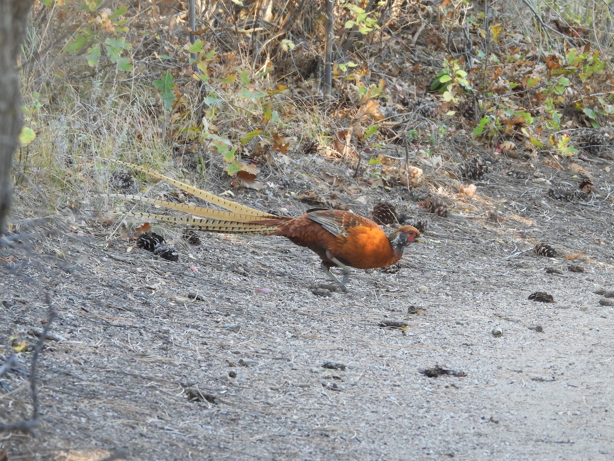 pheasant sp. - ML643911903