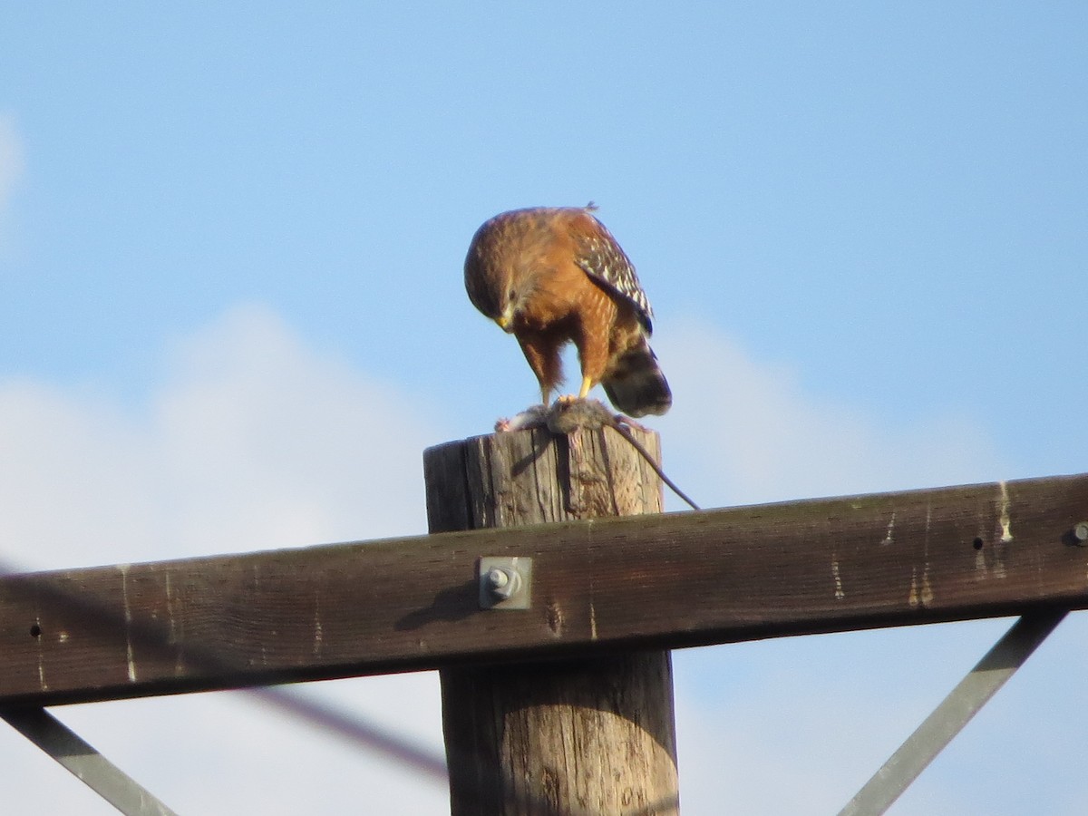 Rotschulterbussard - ML643911907