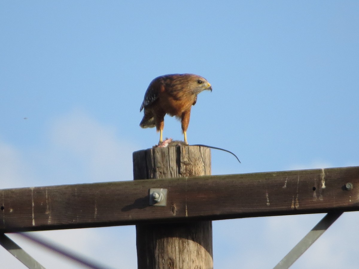 Rotschulterbussard - ML643911914