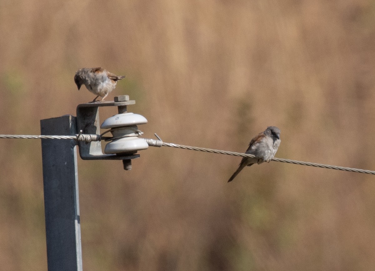 Northern Gray-headed Sparrow - ML643911918