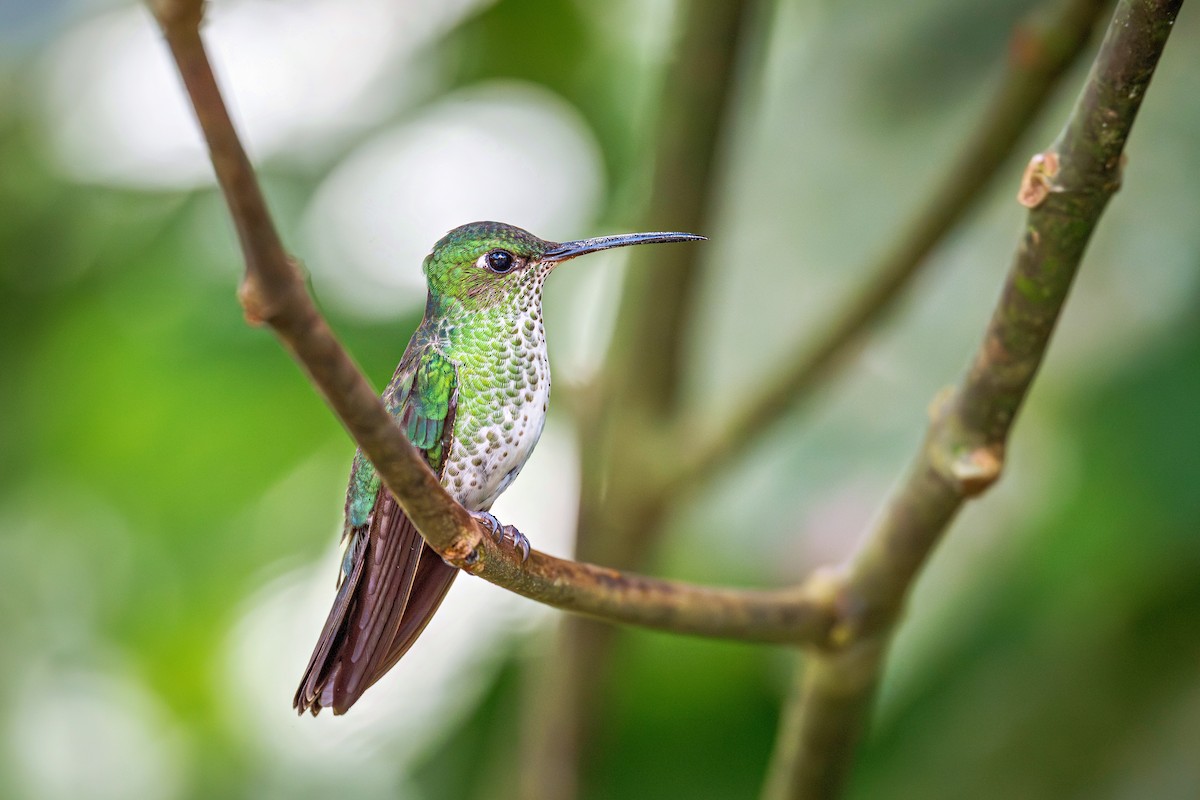 Colibri grivelé - ML643911919
