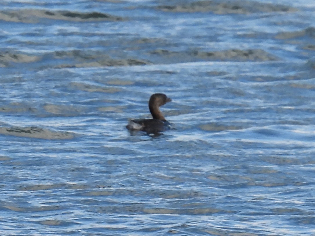 Pied-billed Grebe - ML643911956