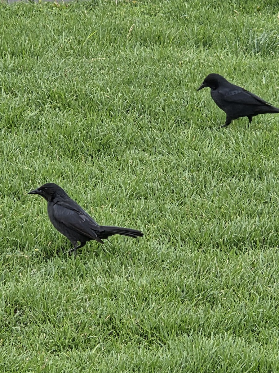 Austral Blackbird - ML643911964