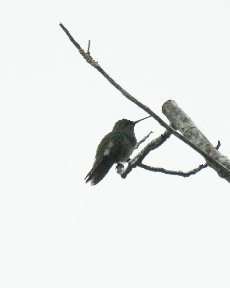 Glittering-throated Emerald - ML643911965