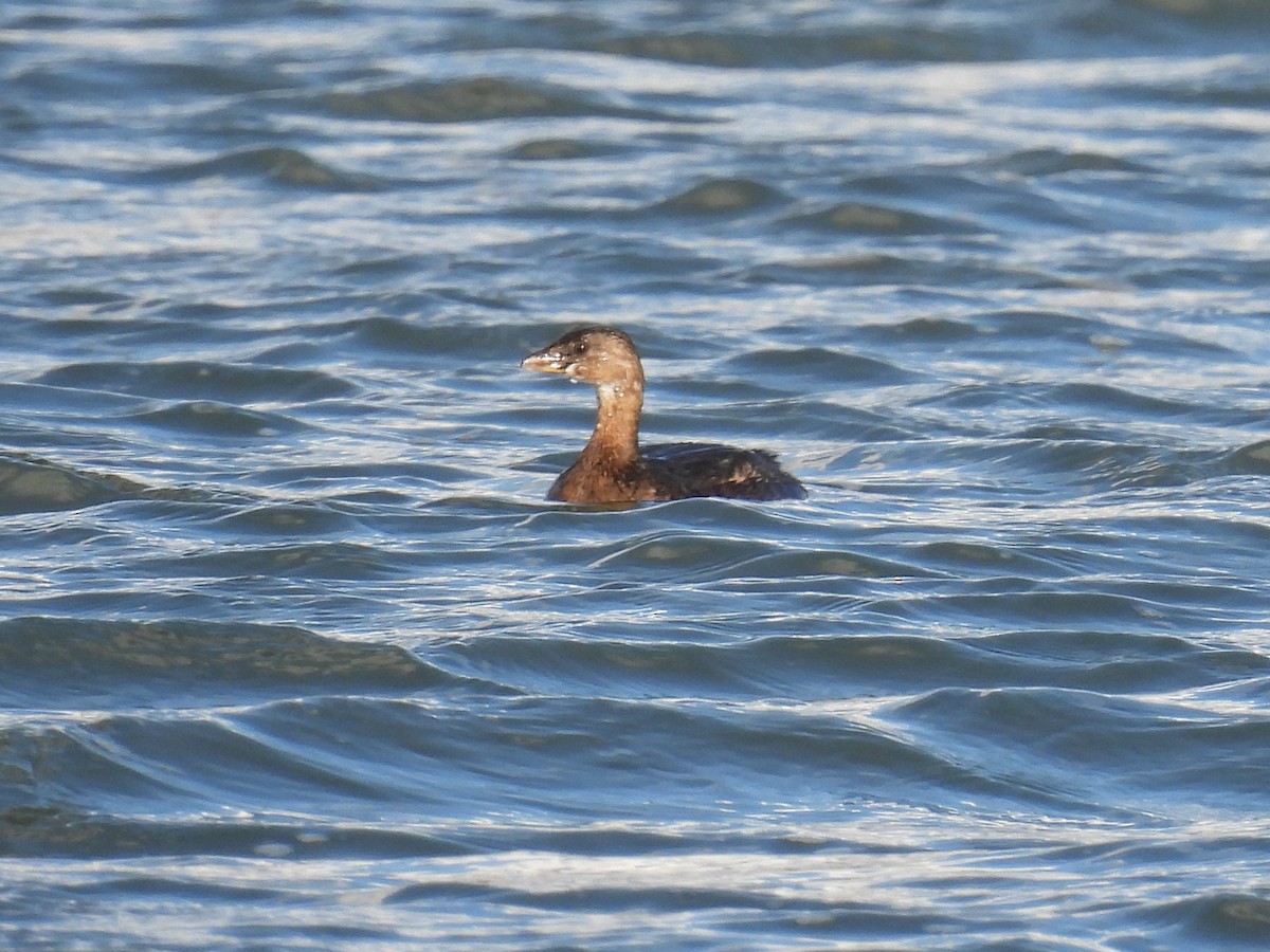 Pied-billed Grebe - ML643911966
