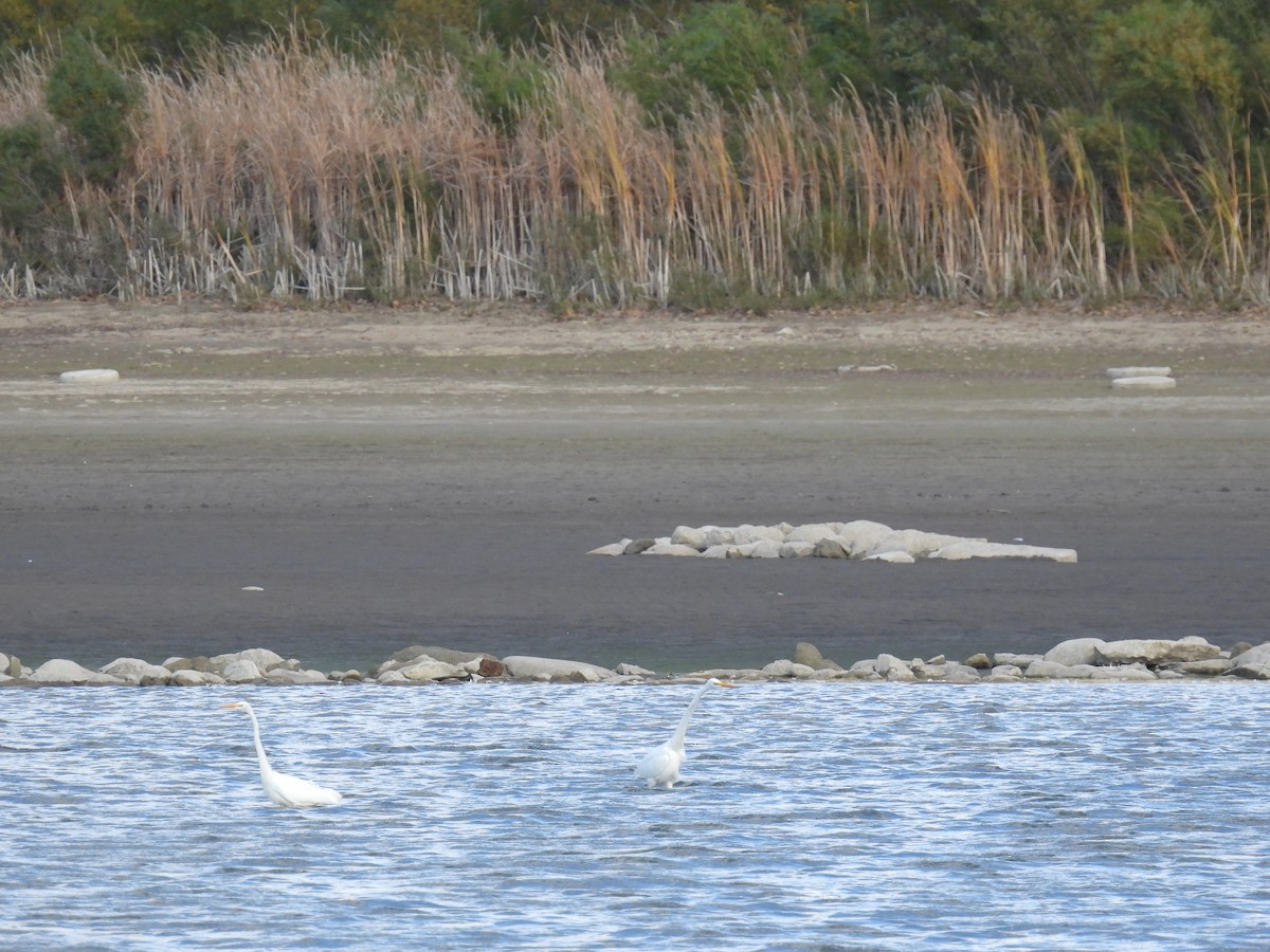 Great Egret - ML643911985