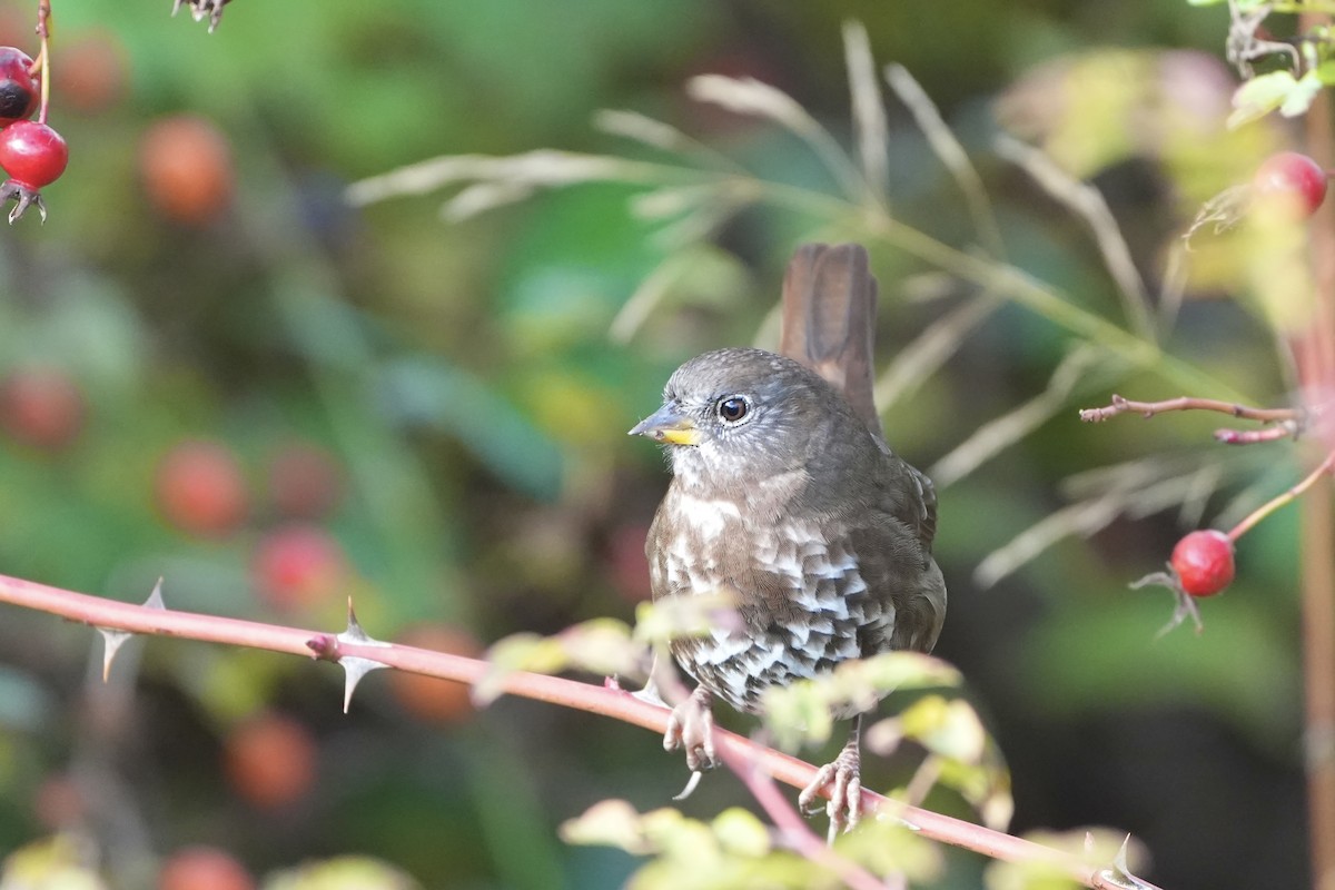 Fox Sparrow (Sooty) - ML643911986