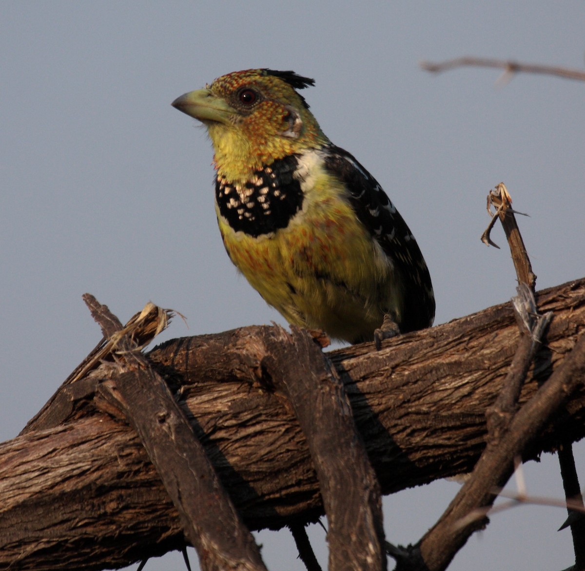 Crested Barbet - ML643912004