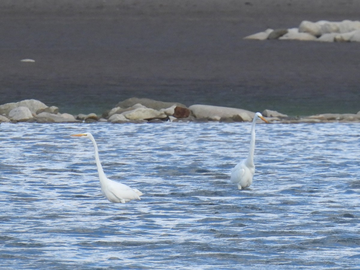 Great Egret - ML643912005