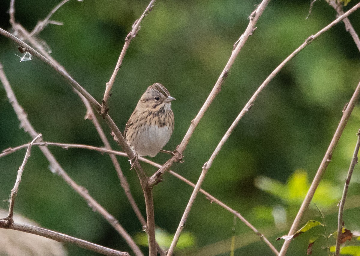 Lincoln's Sparrow - ML643912007