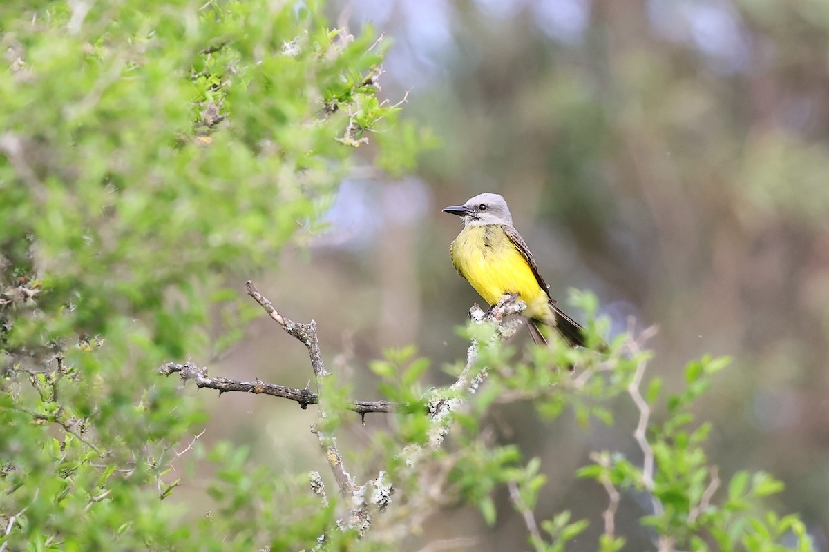 Tropical Kingbird - ML643912026