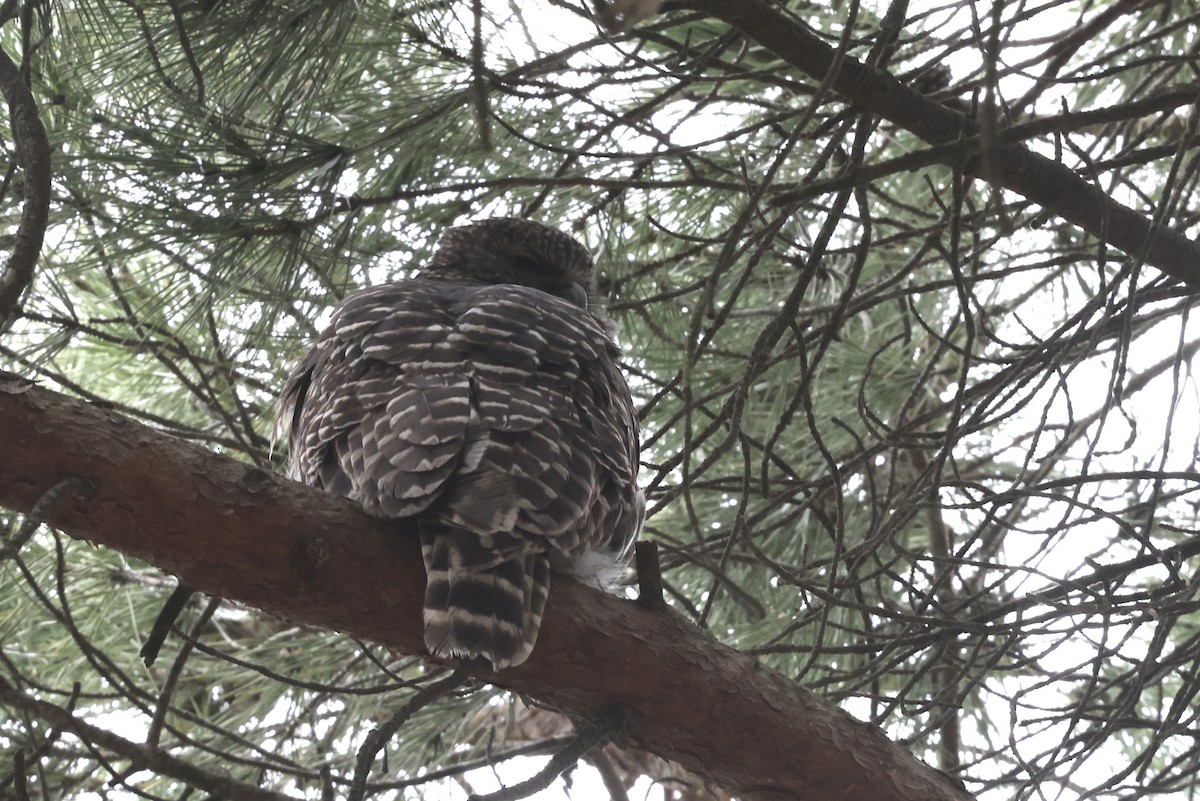 Powerful Owl - ML643912031