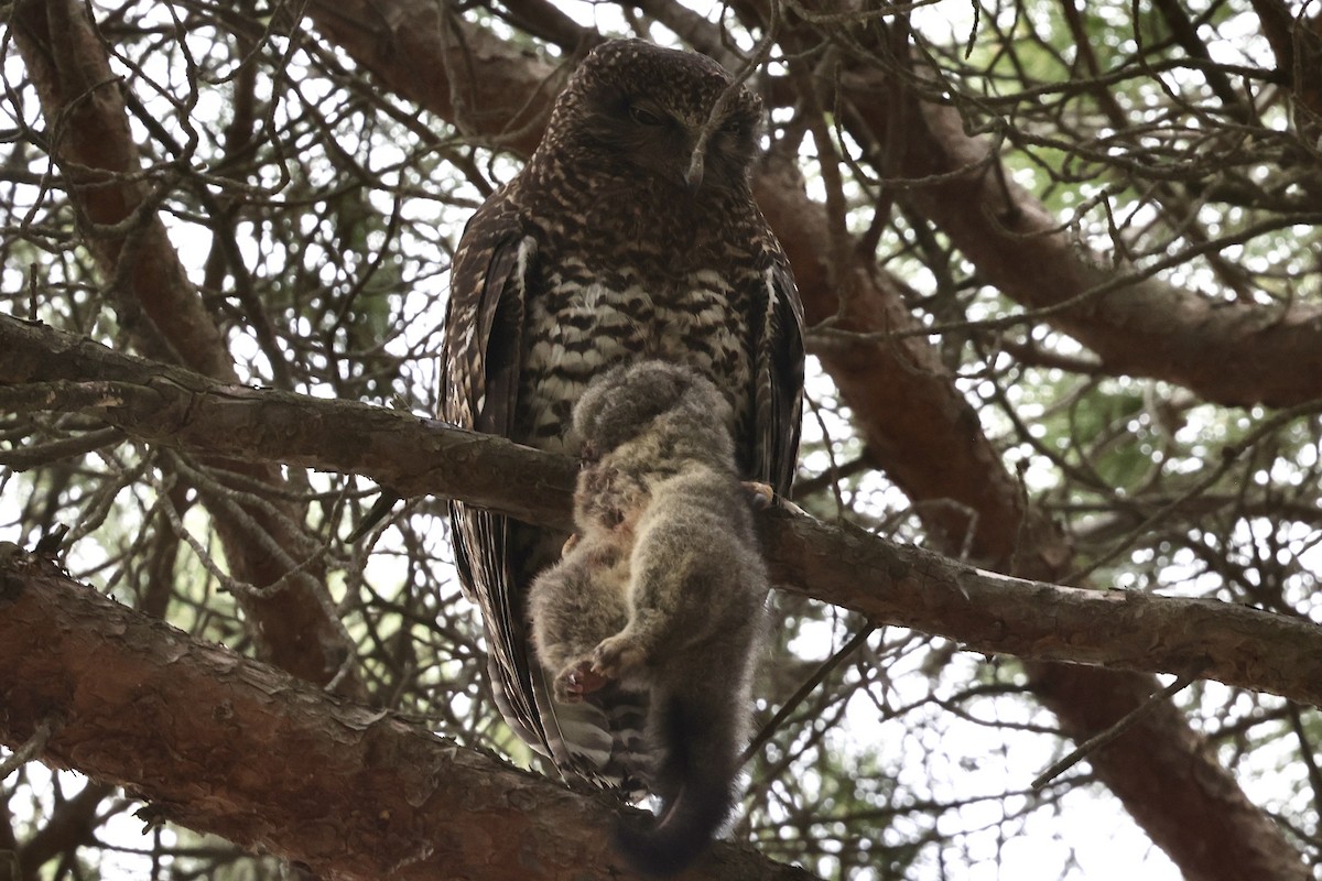 Powerful Owl - ML643912032