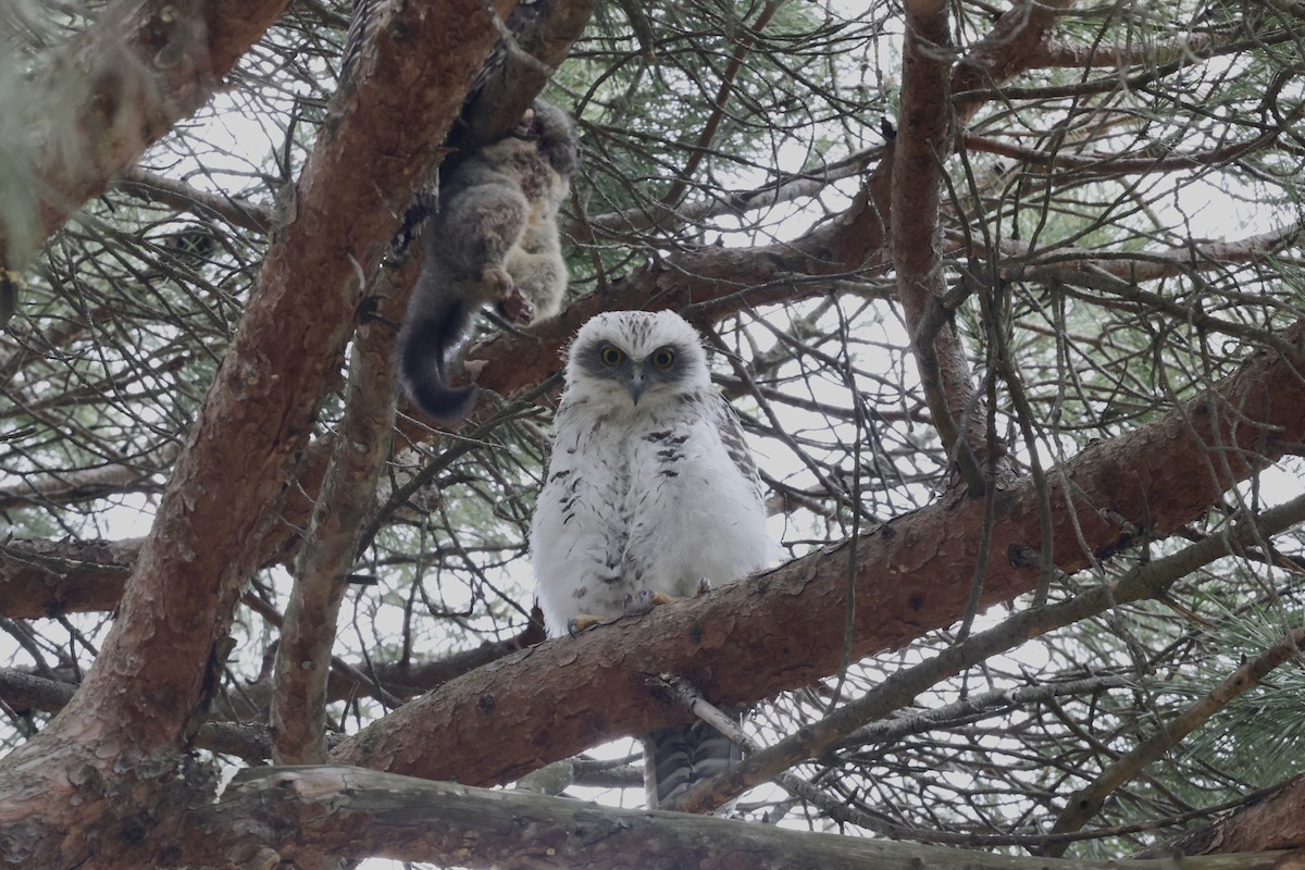 Powerful Owl - ML643912033