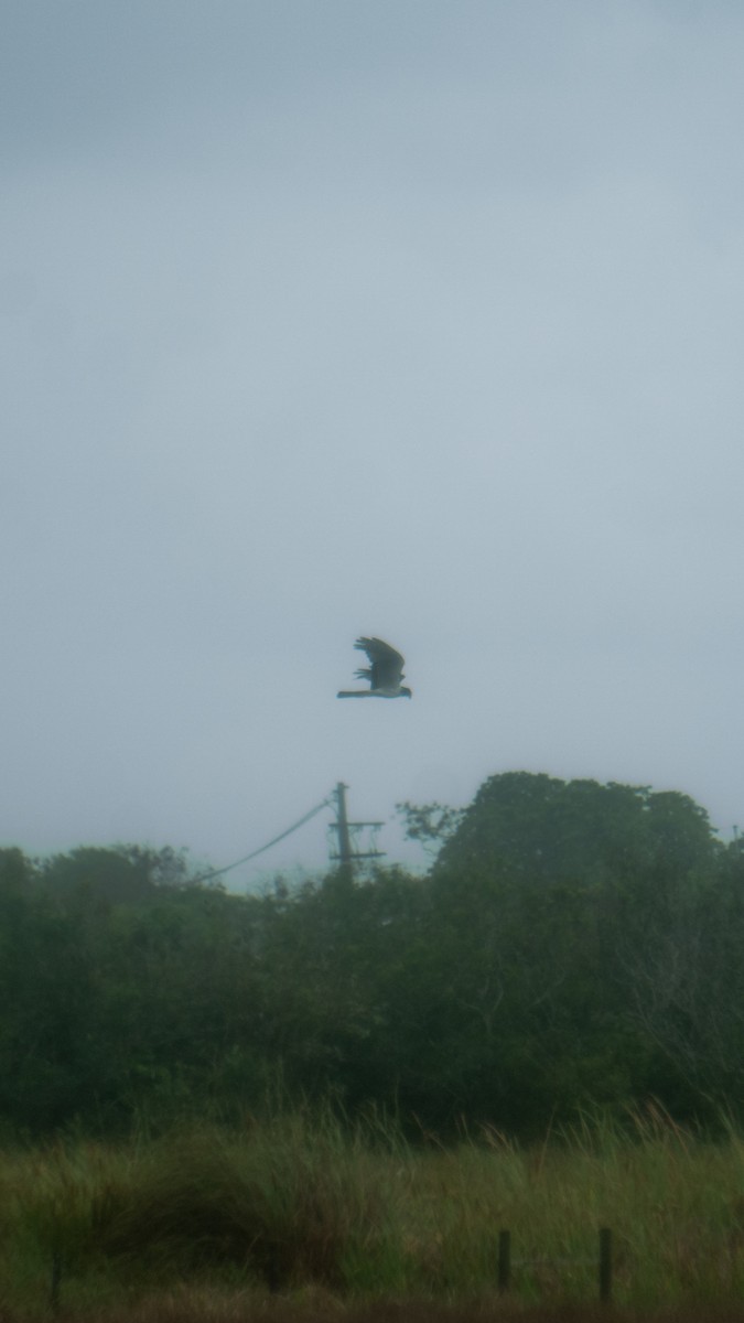 Лунь довгохвостий - ML643912034