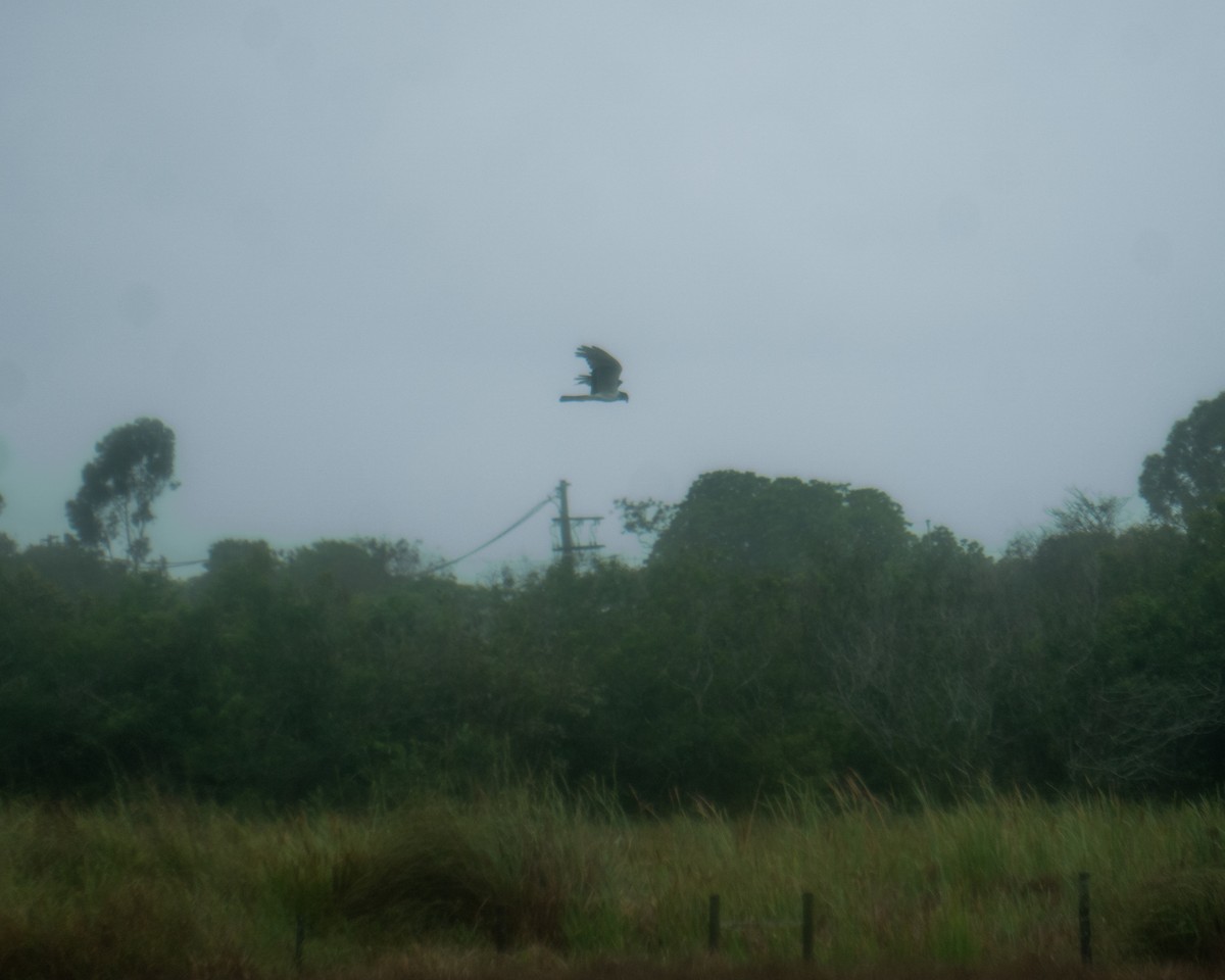 Лунь довгохвостий - ML643912035