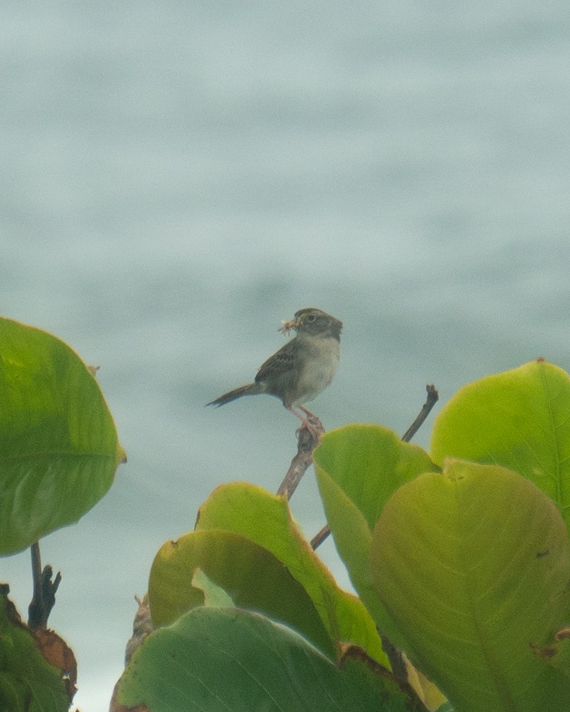 Grassland Sparrow - ML643912063