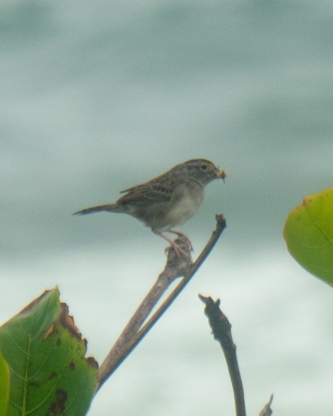 Grassland Sparrow - ML643912064
