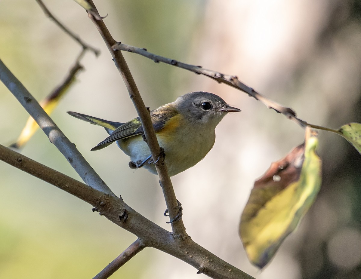 American Redstart - ML643912124
