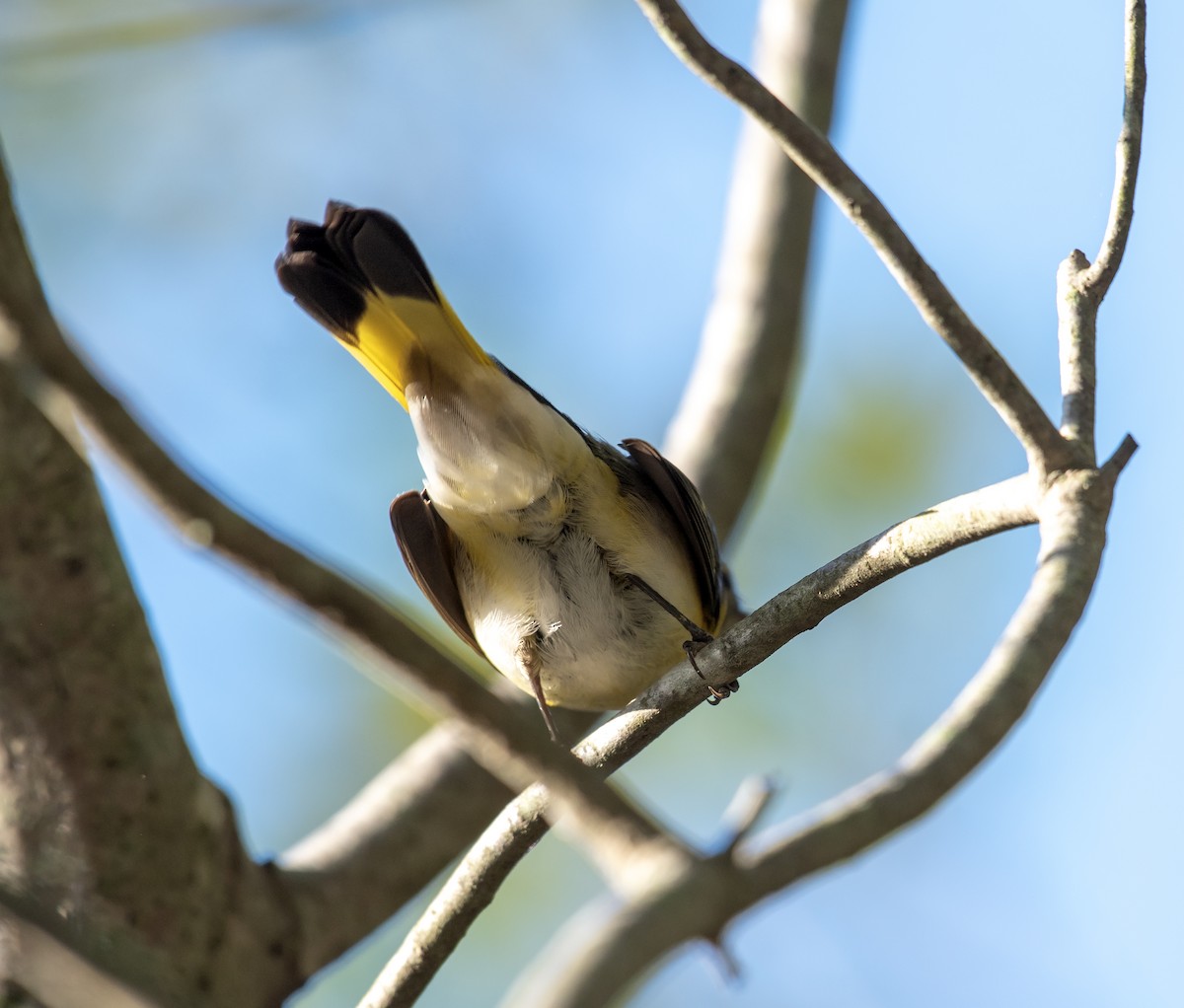 American Redstart - ML643912125