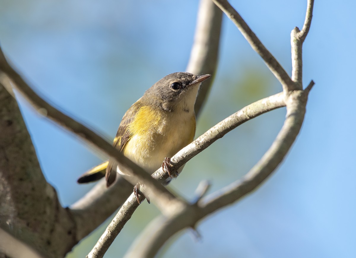 American Redstart - ML643912126