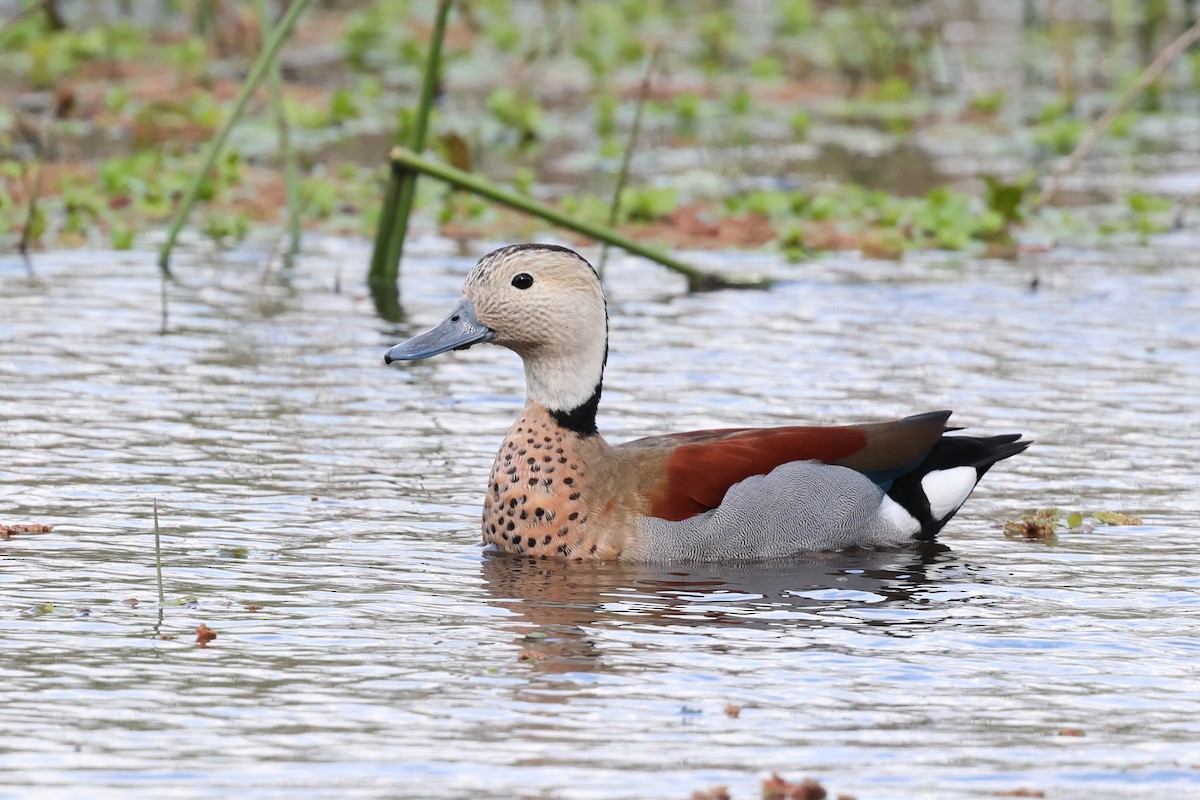 Rotschulterente - ML643912134