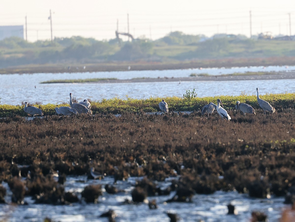Sandhill Crane - ML643912162