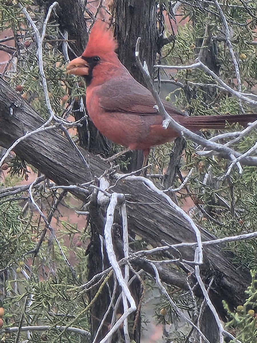 Northern Cardinal - ML643912172