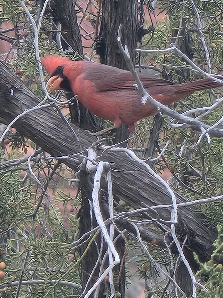 Northern Cardinal - ML643912178