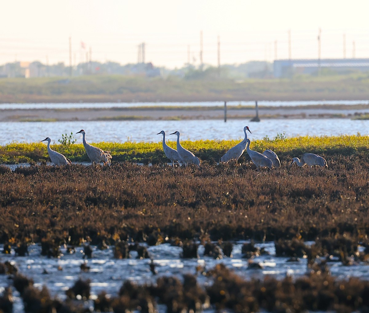 Sandhill Crane - ML643912179