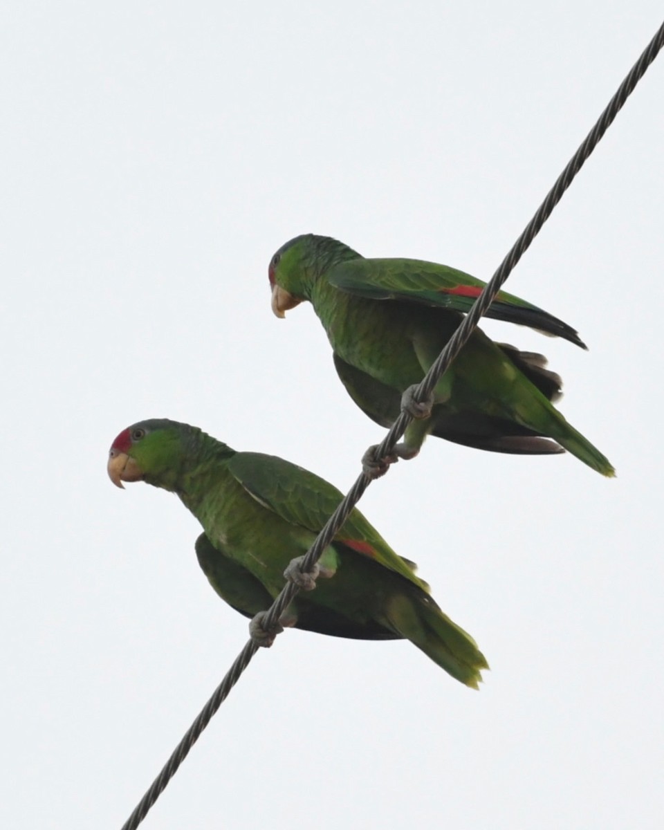 Lilac-crowned Amazon - ML643912186