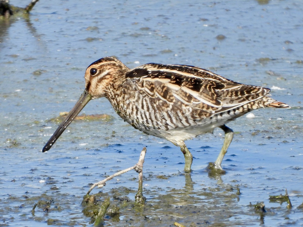 Wilson's Snipe - ML643912187