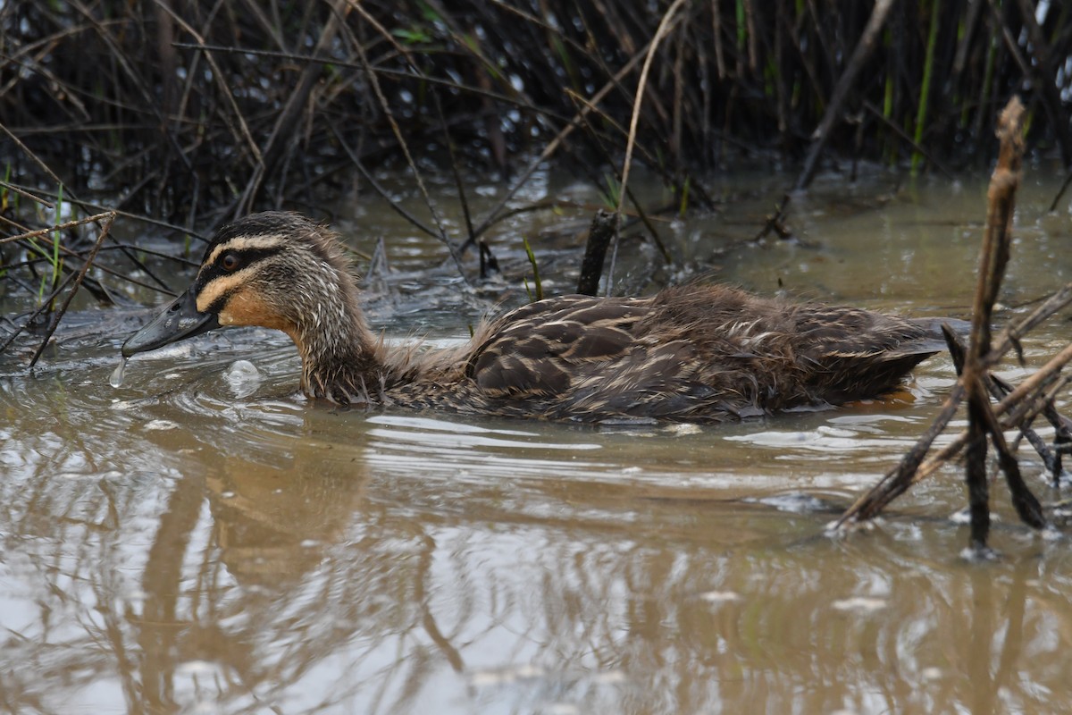 Canard à sourcils - ML643912189