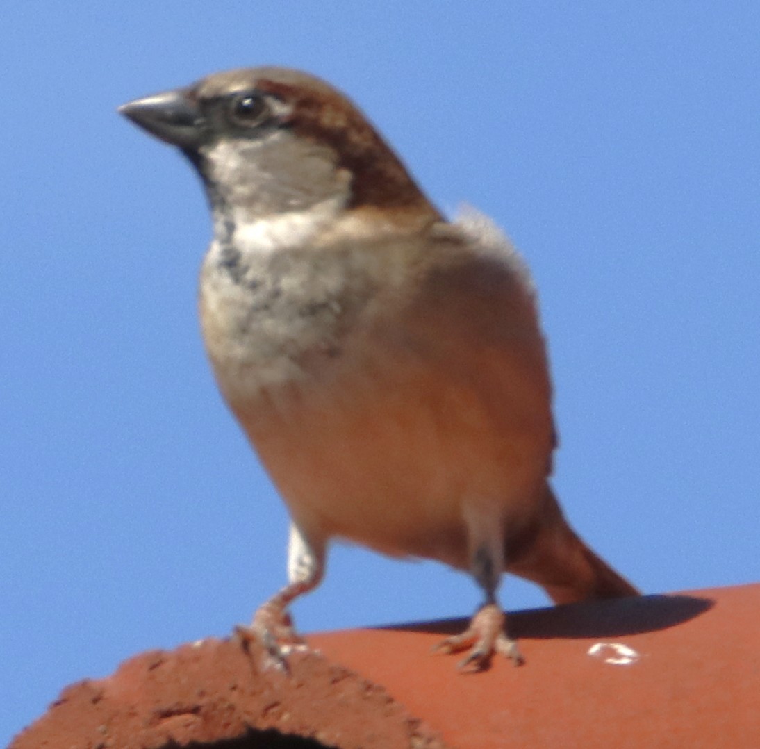 Passera oltremontana - ML643912192