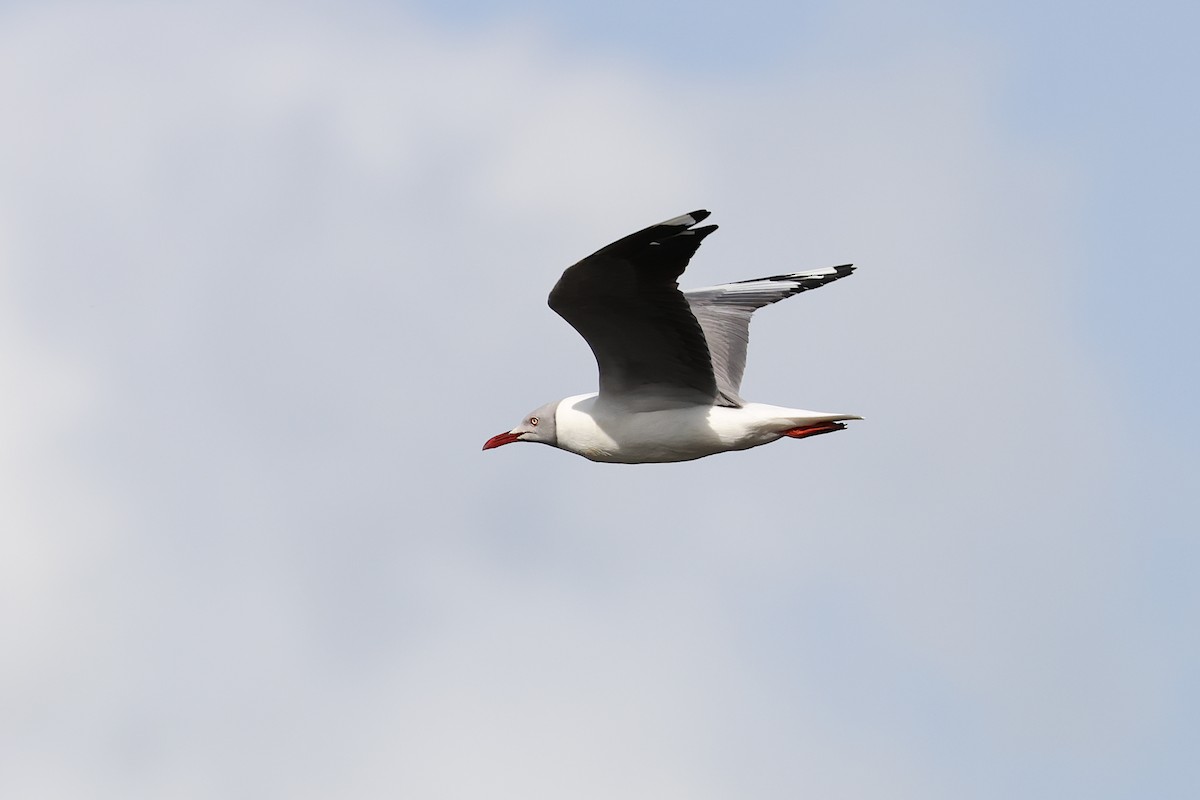 Gray-hooded Gull - ML643912196
