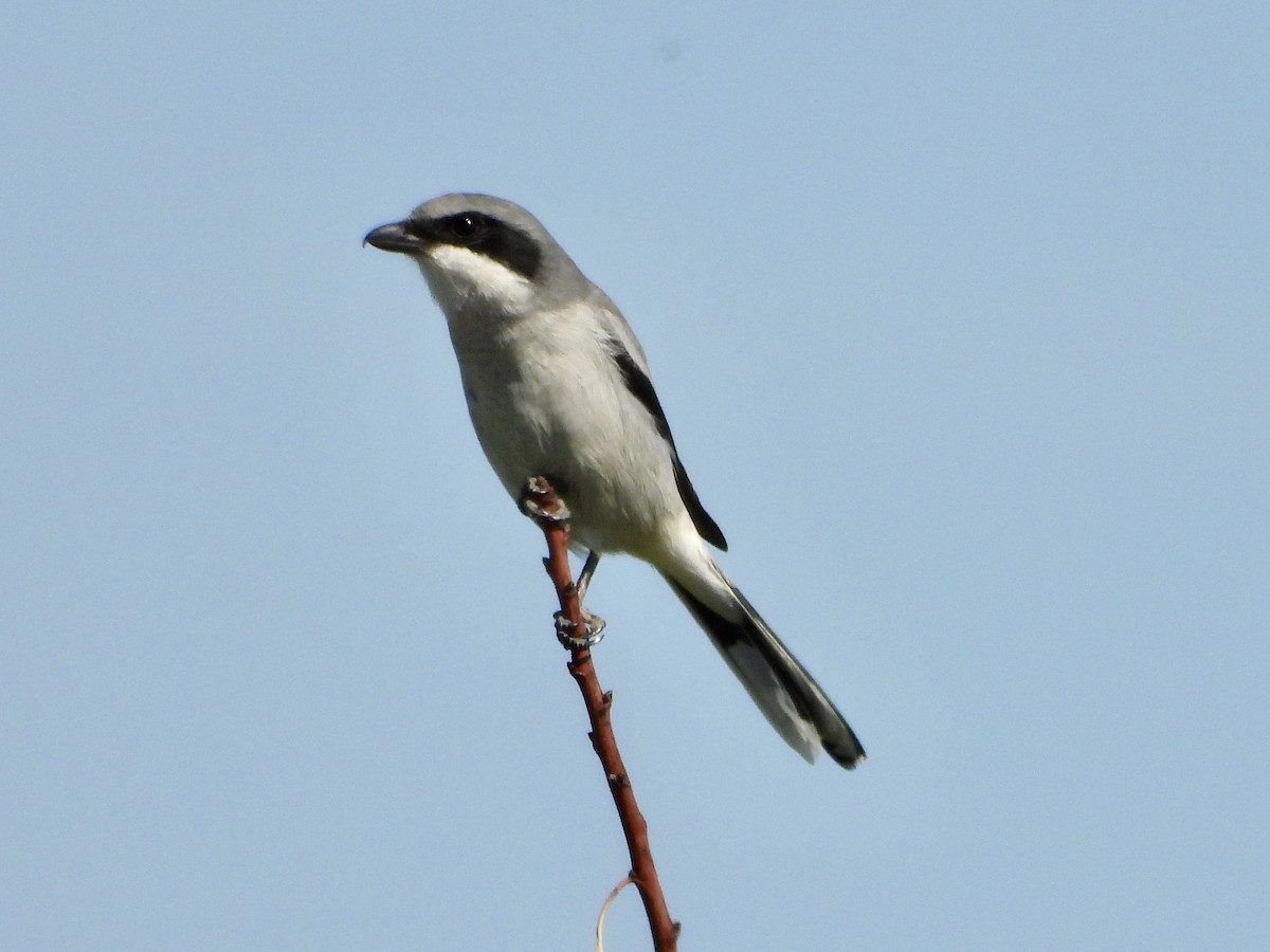 Loggerhead Shrike - ML643912198