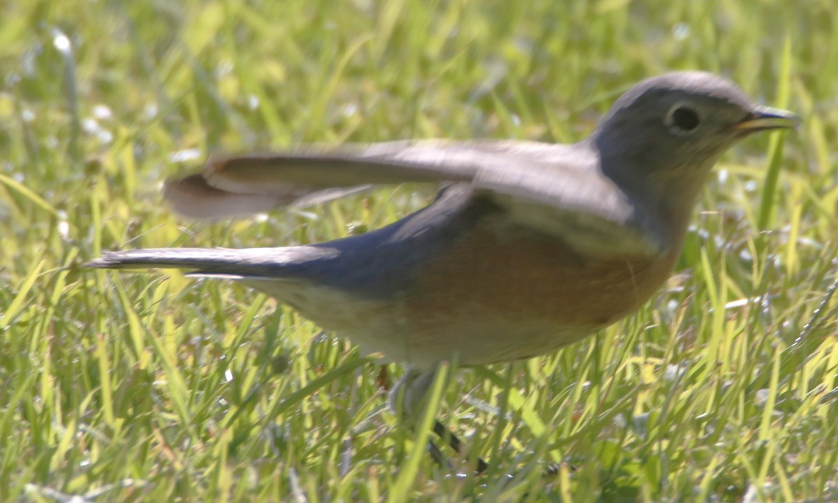Western Bluebird - ML643912199