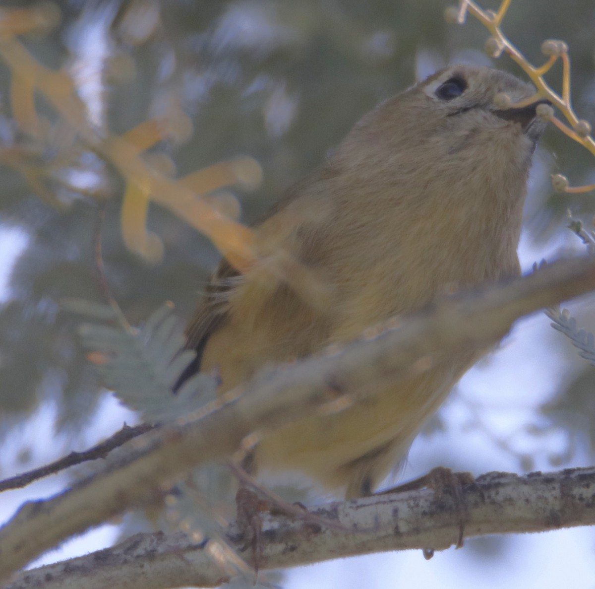 Ruby-crowned Kinglet - ML643912200