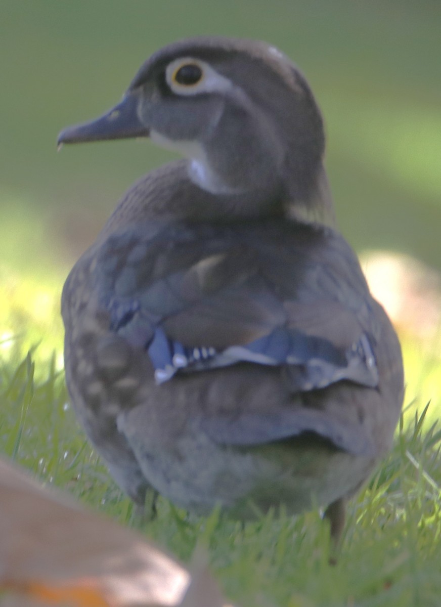 Anatra sposa - ML643912201