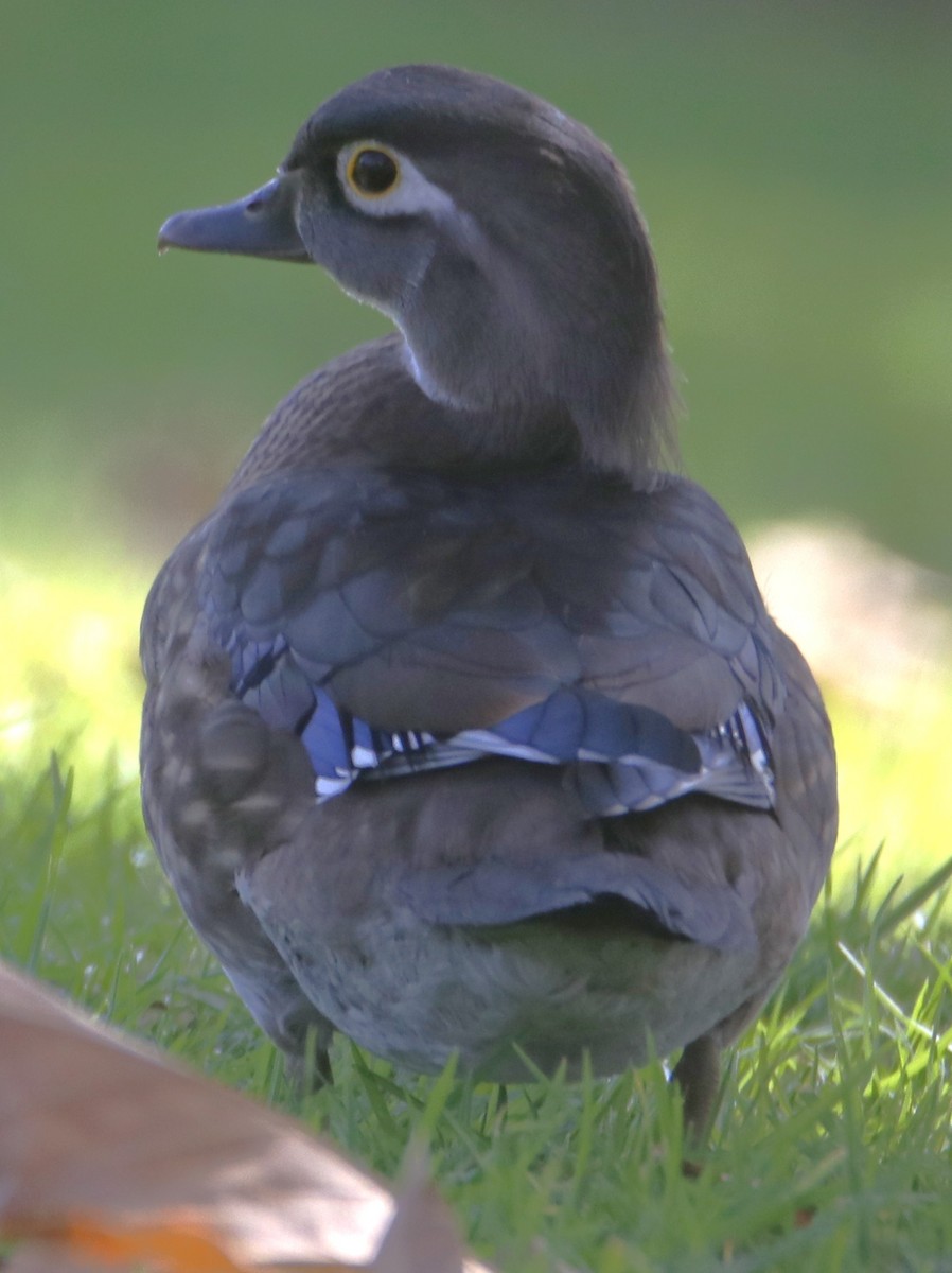 Anatra sposa - ML643912202