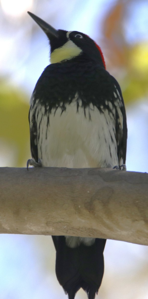 Acorn Woodpecker - ML643912203