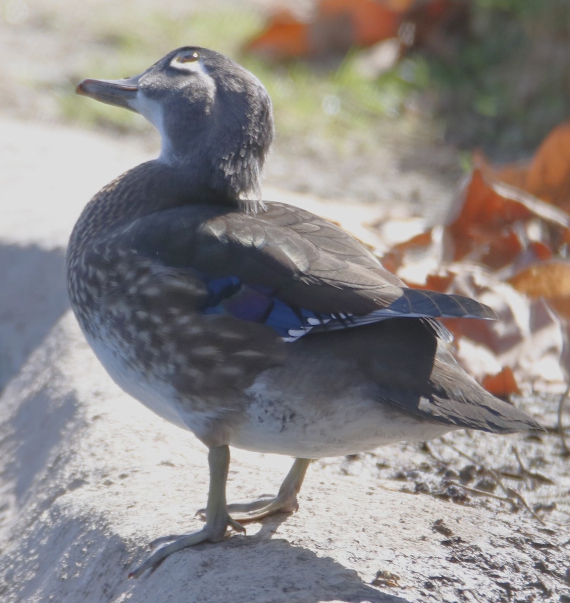 Anatra sposa - ML643912204