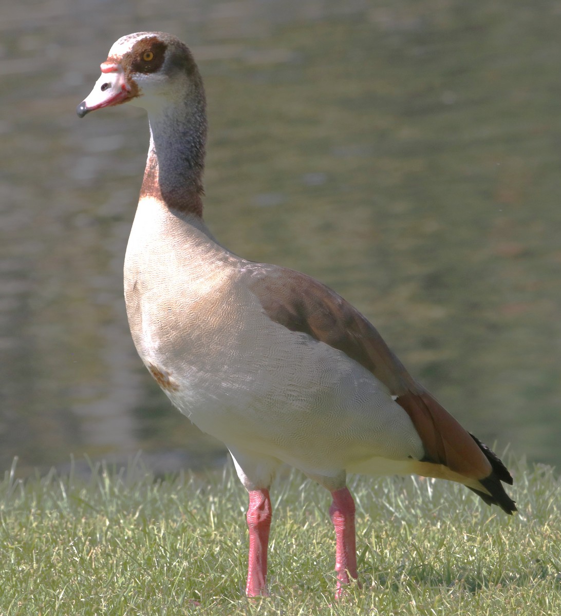 Oca egiziana - ML643912206