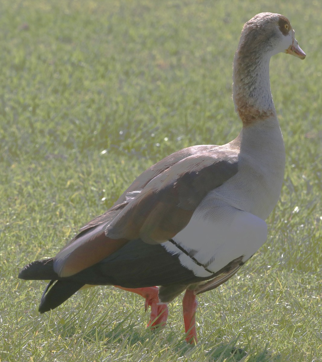 Oca egiziana - ML643912207