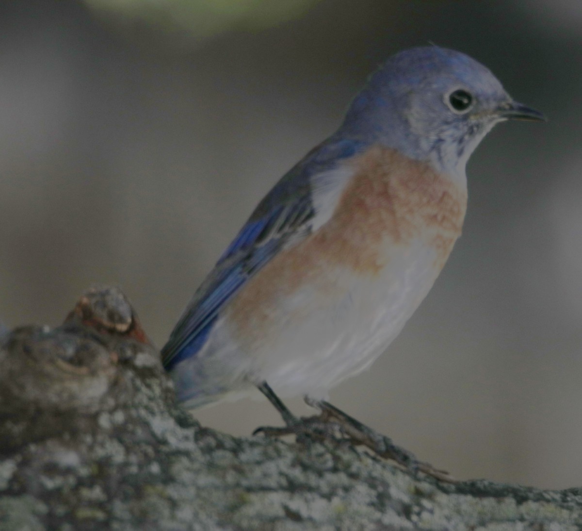 Western Bluebird - ML643912208