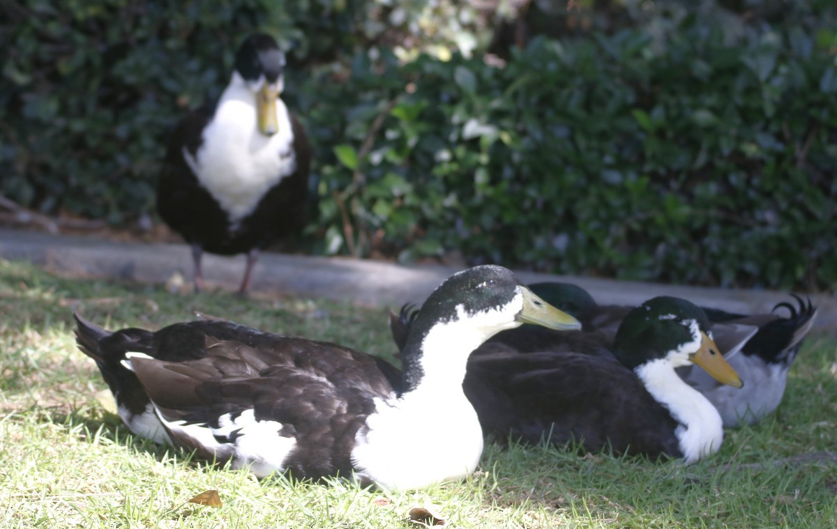 Anatra germanata - ML643912209